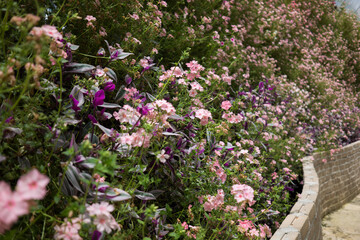 Rows of blooming flower plants in a greenhouse farm. Greenhouse farm in Cameron Highlands, Pahang, Malaysia. Close up of flowers. Agribusiness.