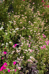 Rows of blooming flower plants in a greenhouse farm. Greenhouse farm in Cameron Highlands, Pahang, Malaysia. Close up of flowers. Agribusiness.