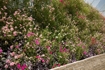 Rows of blooming flower plants in a greenhouse farm. Greenhouse farm in Cameron Highlands, Pahang, Malaysia. Close up of flowers. Agribusiness.