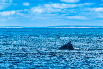 Fototapeta premium Humpback Whale at Harvey Bay