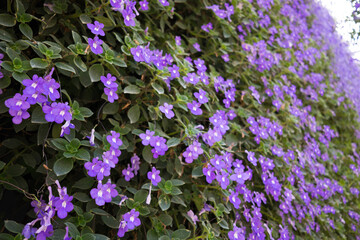 Obraz premium Flowers farming in a greenhouse. Production and cultivation flowers. Flower plantation. Flower agribusiness.