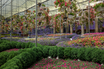 Fototapeta na wymiar Flowers farming in a greenhouse. Production and cultivation flowers. Flower plantation. Flower agribusiness.