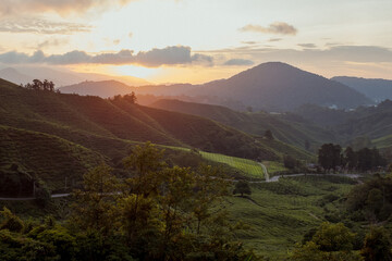 Mountainous sunrise scene. Boh Tea farm plantation in Cameron Highlands, Pahang, Malaysia