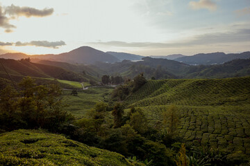 Mountainous sunrise scene. Boh Tea farm plantation in Cameron Highlands, Pahang, Malaysia