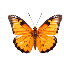 A flying yellow butterfly close-up, isolated on transparent background