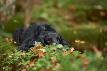 Black dog on Log, A Gordon Setter stands on a moss-covered log amidst an autumn forest, evoking a...