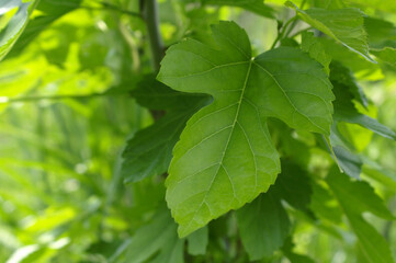 Close up of one wild Mulberry leaf,horizontal position.