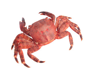 One delicious boiled crab isolated on white, top view