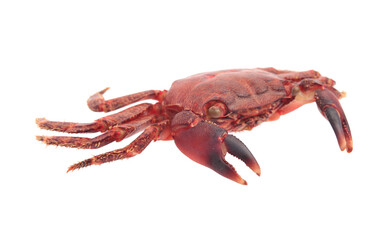 One delicious boiled crab isolated on white