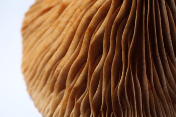 Raw forest mushroom on white background, macro view
