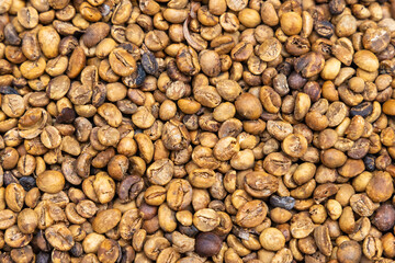 Coffee beans are dying in rural Bali, Indonesia