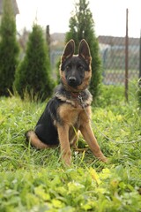 Cute German shepherd puppy on green grass outdoors