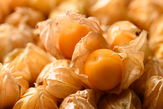 Cape gooseberry, Goldenberry or Physalis peruviana, Fruit background