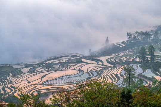 Yuanyang Duyi tree terrace, Yuanyang County, Honghe Prefecture, Yunnan province, China.