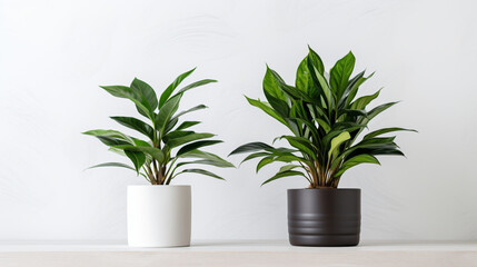 two potted plants sitting on a table