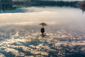 Fototapeta premium Bonsai Tree in Fairy Lake. Canadian Nature Landscape Background. Sunrise.