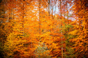 Autumn scenes in Neuschwanstein castle, Germany - 695663936