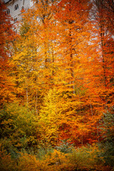 Autumn scenes in Neuschwanstein castle, Germany - 695663945