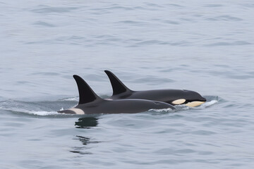 Fototapeta premium Killer Whale, orcinus orca. Neural network AI generated art