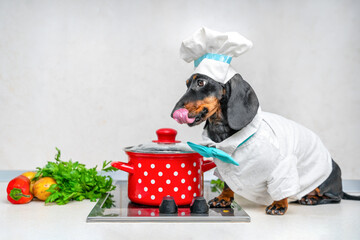 Dachshund dressed as chef sitting in pot on stove and licks his lips cheerfully. puppy dressed in...