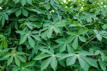 Captivating Beauty of Cassava Leaves