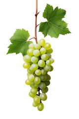 bunch of green grapes  isolated on white. Png file