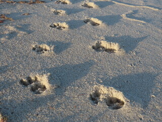footprint in the sand