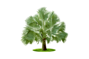 Bismarckia palm trees. (Bismarck) Planted on a lot of light green grass in the park. Isolated on white background and clipping path. png	