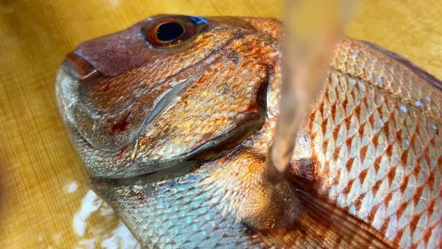 明石で獲れたて鮮度の良い真鯛を流水で洗う