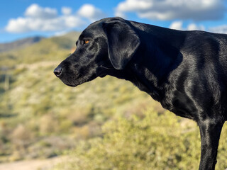 Black Labrador looking over the Wash in Arizona