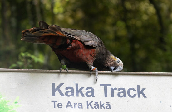 Brown parrot / kākā (Nestor meridionalis) on a track sign named for the bird in Dunedin, New Zealand.