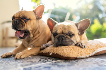 Lap dog lying on brown pillow looking away.