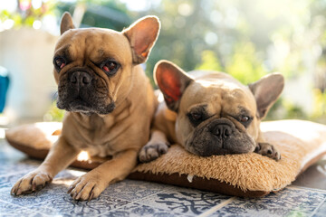 Dog lying on pillow looking at camera.