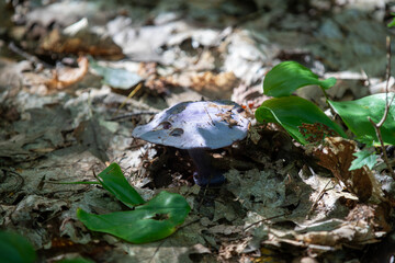 Mushrooms seen alongside a hiking trail in Ontario.
