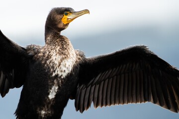 close up of cormorant sitting on a rock in tasmania australia is spring drying wings
