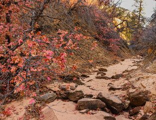Fall Color in The Pine Creek Gorge, Zion National Park, Utah, USA
