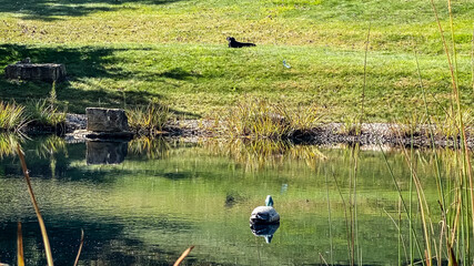 Black Labrador looking over pond with duck decoy