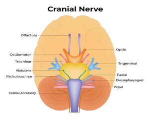Cranial Nerve Science Design Vector Illustration Diagram - obrazy, fototapety, plakaty