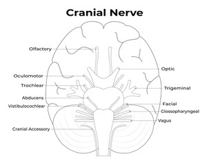 Cranial Nerve Science Design Vector Illustration Diagram - obrazy, fototapety, plakaty