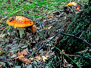 a bright red fly agaric in the forest among green grass