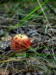 a bright red fly agaric in the forest among green grass