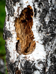 traces of woodpecker work on the trunk of an old birch tree