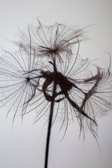 Abstract background screensaver closeup of dandelion flower and its seeds