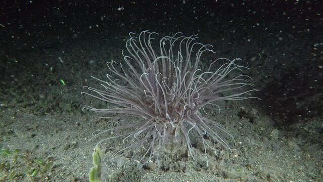 The tubular sea anemone lives at the bottom of the tropical sea. At night, he spreads his long tentacles, which swing on the sea current. Anemone catches plankton with its long tentacles.