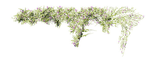 Obraz premium beautiful ivy green and flower 