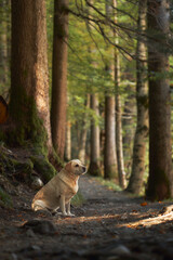 Dog in Forest, White Labrador Retriever sitting calmly by the trail in a dense, green forest, reflecting a sense of adventure and wilderness