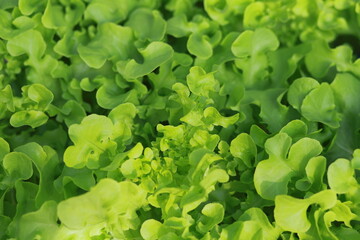 Fototapeta na wymiar green mustard pulp Fresh vegetable salad Organic vegetable farm 