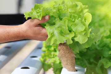 Close-up of hands picking or harvesting fresh organic hydroponic salad greens in the morning.
