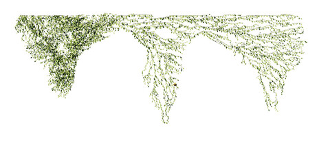 Fototapeta premium beautiful ivy green and flower 