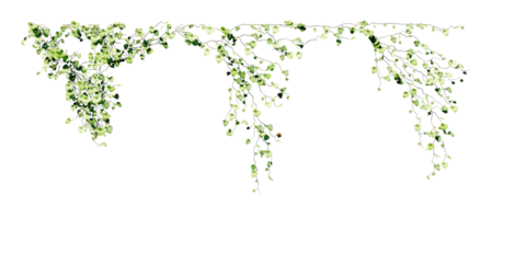 beautiful ivy green and flower	
